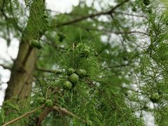 -海上花岛玫瑰园采摘