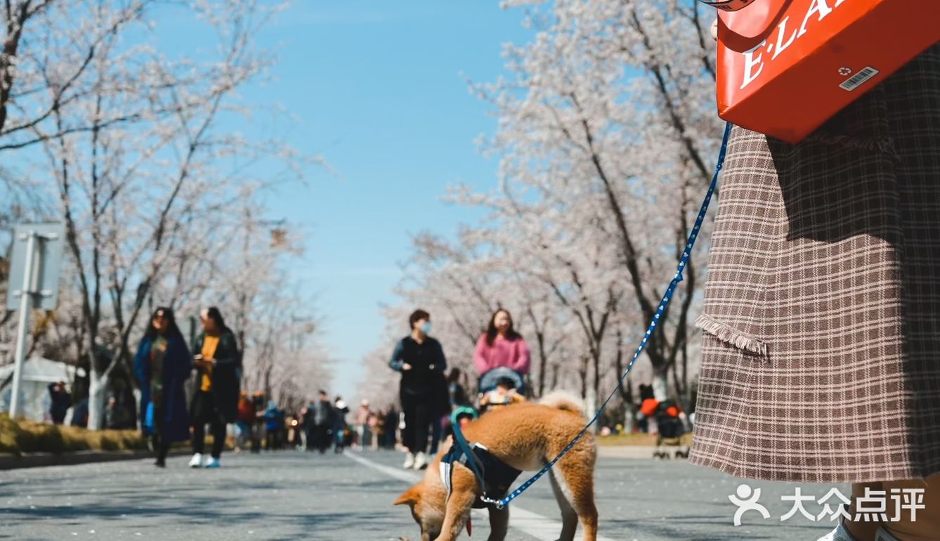 鉴真路樱花大道｜扬州人心中的鼋头渚