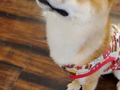 -豆柴町-柴犬主题狗咖(红鼎国际C座店)
