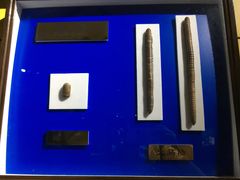 -上海昆虫博物馆