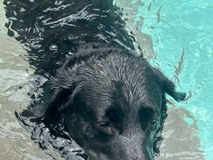 -帕帕拉兹宠物(亚洲旗舰店)