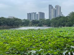 -荔湾湖公园
