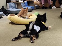 -逗柴咖啡屋·狗咖猫咖宠物桌游