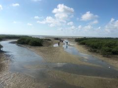 -北海金海湾红树林生态旅游区