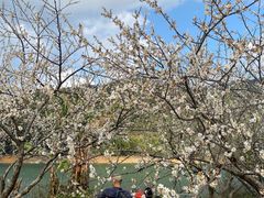 -广州市流溪河国家森林公园