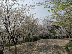 -南山植物园
