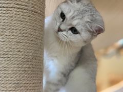 -猫和宫(六道口店)