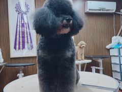 -鑫艺宠物美容培训学校