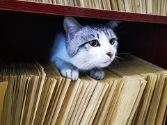 -艾贝尔宠物诊疗