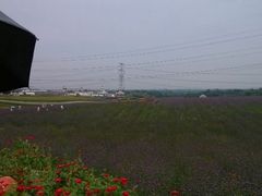 花田-紫颐香薰山谷景区