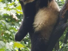 -都江堰中华大熊猫苑