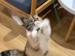 -滚猫咖啡·猫咖·猫友好撸猫(未来城店)