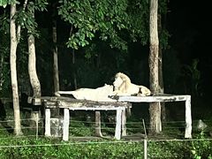 -清迈夜间动物园