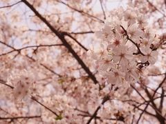 -武汉大学-樱园
