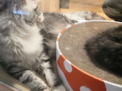-屋虎猫馆(宝安大仟里店)