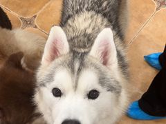 -Let's go狗咖·猫咖·奶狗·桌游(春熙路IFS店)