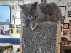 -平行世界·猫咖(首经贸店)