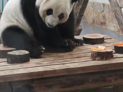 -无锡动物园·太湖欢乐园