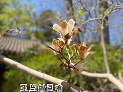 -大觉寺-停车场