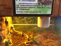 -上海大自然野生昆虫馆(东方明珠·爬宠昆虫探索中心)