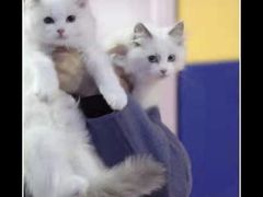 -Bastet sally猫舍购宠(静安店)