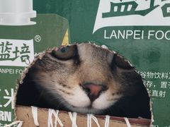 -申普宠物医院·眼科·心内科·影像科(普陀分院)