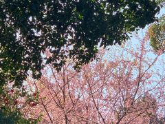 -南山植物园
