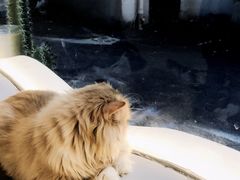 -More Fun猫咖 二十只万元加菲主题