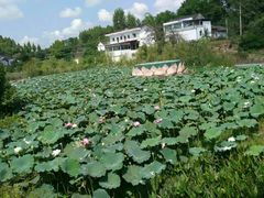 -中国有机生活公园
