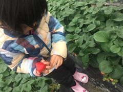 -小鱼草莓采摘园农家乐·小鱼餐厅
