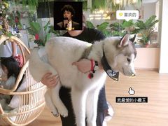 -Husky Go! 哈士奇体验馆·宠物咖啡厅狗咖