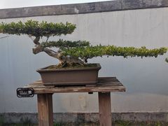 -扬州大运河文化旅游度假区·盆景园