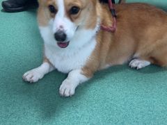 -东方动物医院·宠保定点·骨科·转诊中心(春城路·昆明站分院)