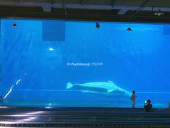 -芜湖新华联大白鲸海洋公园