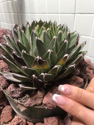 点击看大图 -LILY NAILS美甲美睫
