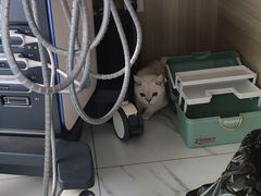 -嘉馨宠物医院·CT影像转诊·心脏科·犬猫全科诊疗中心(下沙大学城院区)