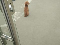 -宠物之家Pets Home 宠物寄养酒店