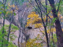-大岭沟猕猴桃谷风景区