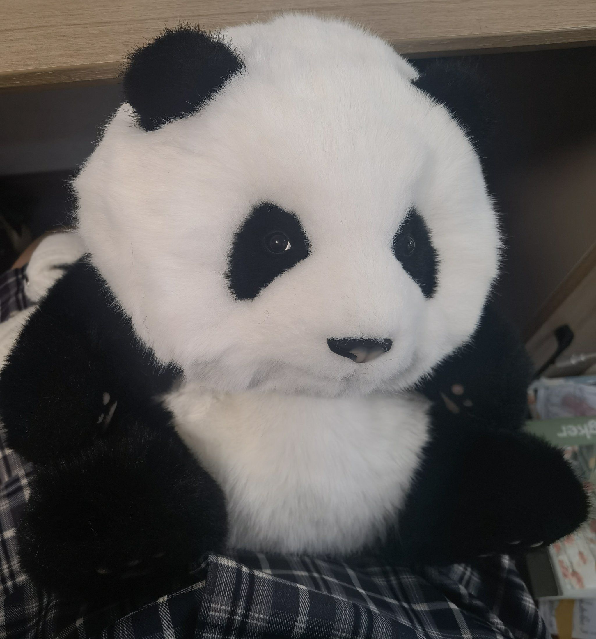 摊牌了,成都人就是人均一个熊猫