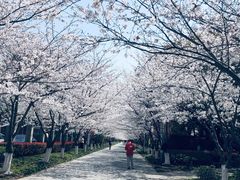 -高东镇樱花园