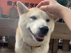 -柴犬高等学院·狗咖·柴犬售卖·宠物训练