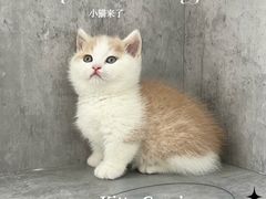 -小猫来了·猫舍(红山六九七九店)