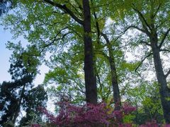 -天目山大树王景区