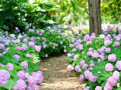 -上海滨江森林公园