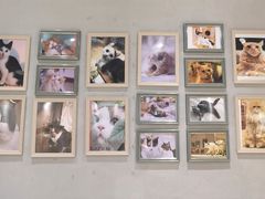 -藏猫猫咖啡主题馆(中央大道店)