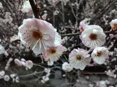 -杭州植物园