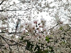 -西北湖绿化广场