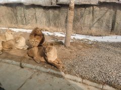 -北京野生动物园