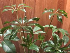 -漾亚·雍雅合鲜(鹭岛店)