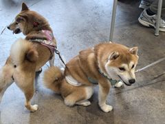 -HALO SOUL COFFEE·咖啡·甜品·简餐(嘉年华海信广场店)